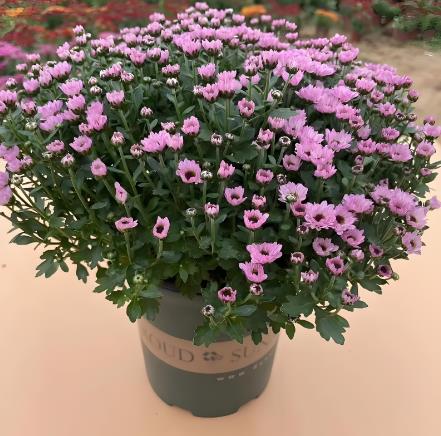 南方梅雨季如何延长切花的花期?