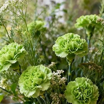 绿色康乃馨为什么做配花而不是主花材