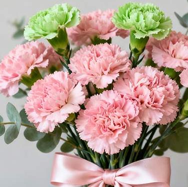 绿色康乃馨为什么做配花而不是主花材