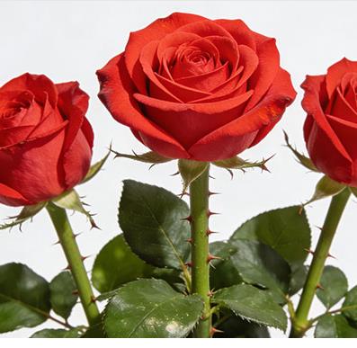 õ���л�Ʒ��ABC�ȼ����ֱ�׼