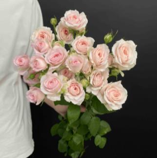 仙子之吻的特点和花语