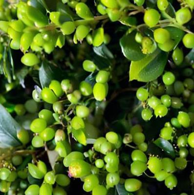 �춹����ʲô��ɫ�Լ��춹����