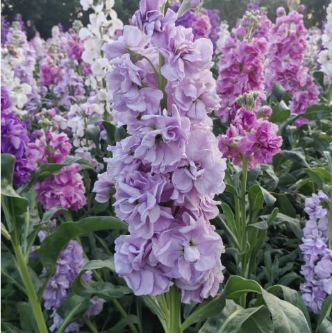 紫罗兰的颜色以及它的花语是什么