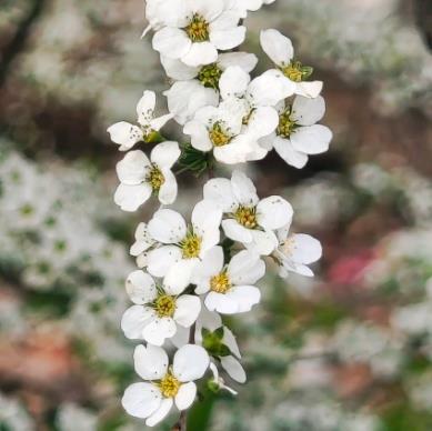 ѩ�������ص�ͻ���