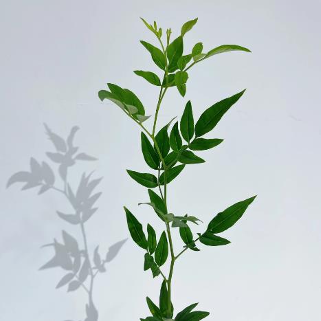 ����Ҷ���ص�,��;�ͻ���