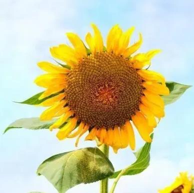 ��У����ͬ��ͬѧ��������ʲô����,��ο��Ƴɱ�