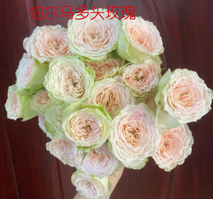 帕尔马多头玫瑰的花语是什么