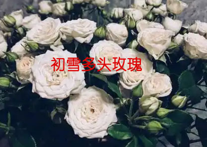 初雪多头玫瑰的花语有哪些