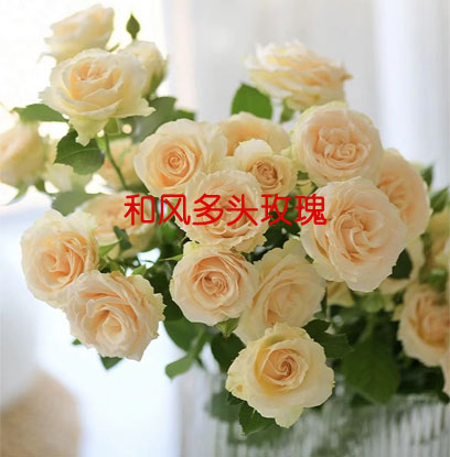 和风多头玫瑰的花语是什么