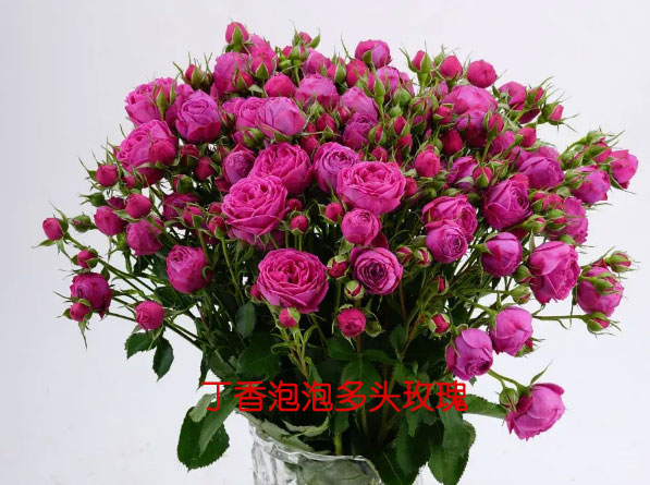 丁香泡泡多头玫瑰的花语是什么